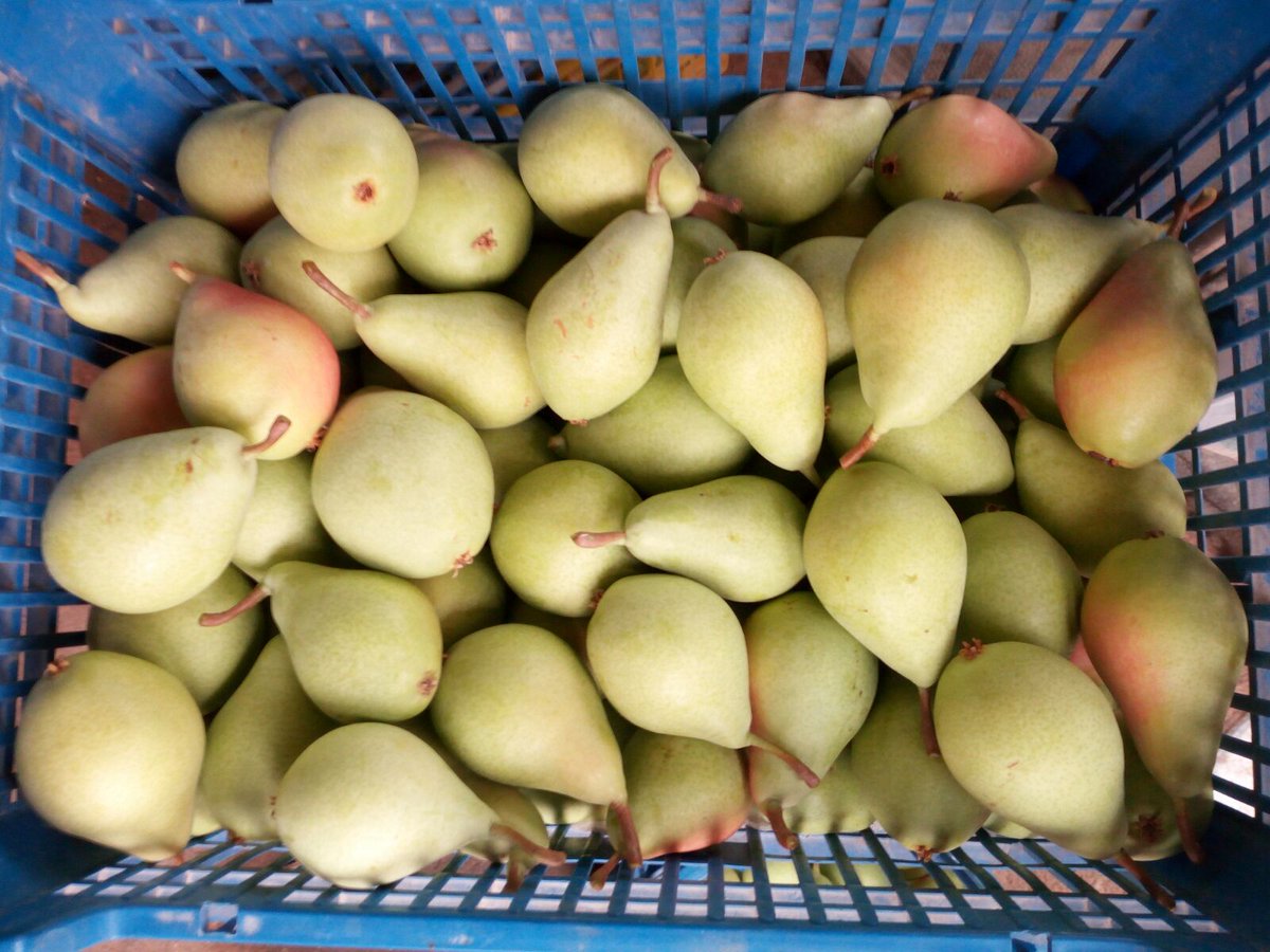 uagapenella's tweet photo. Buenos días 
Hoy Desayunamos en Mores ( Comunidad de Calatayud)
Peras
Variedad : Ercolini
Las golosinas entre la fruta
#ConsumeFruta https://t.co/kSxPqxqKhO
