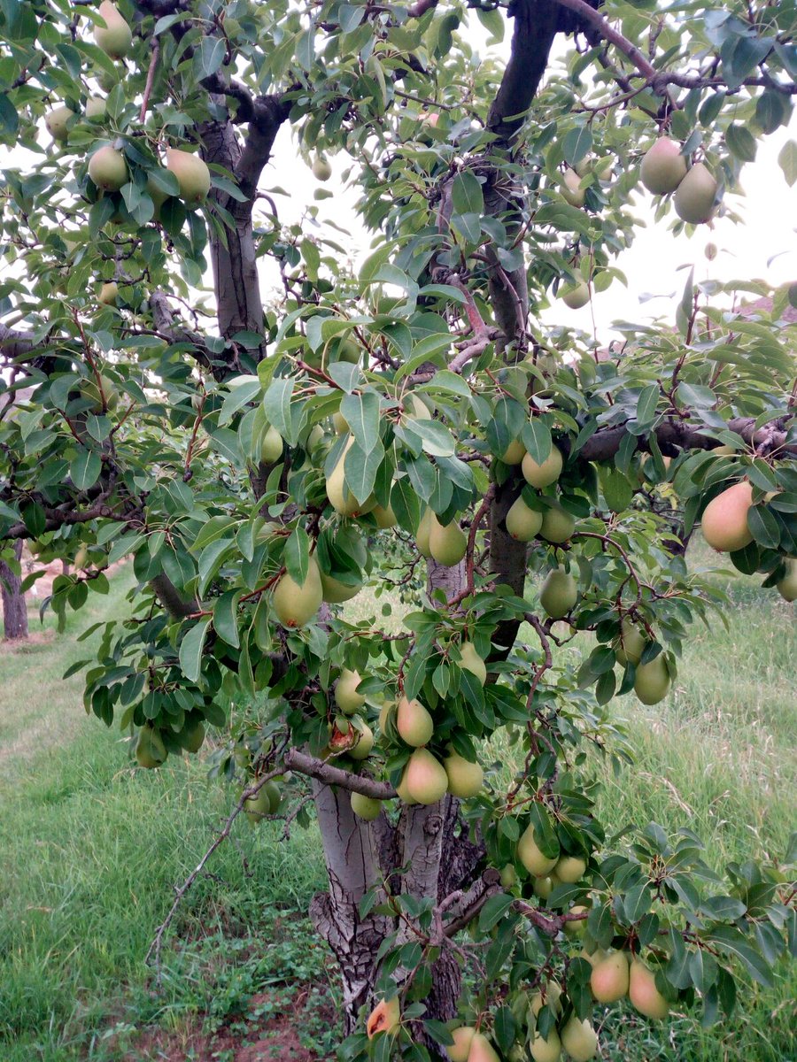 uagapenella's tweet photo. Buenos días 
Hoy Desayunamos en Mores ( Comunidad de Calatayud)
Peras
Variedad : Ercolini
Las golosinas entre la fruta
#ConsumeFruta https://t.co/kSxPqxqKhO