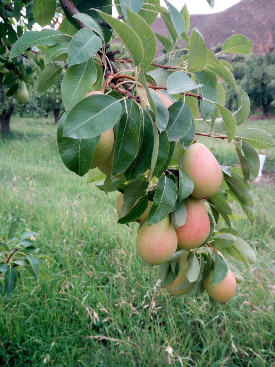uagapenella's tweet photo. Buenos días 
Hoy Desayunamos en Mores ( Comunidad de Calatayud)
Peras
Variedad : Ercolini
Las golosinas entre la fruta
#ConsumeFruta https://t.co/kSxPqxqKhO