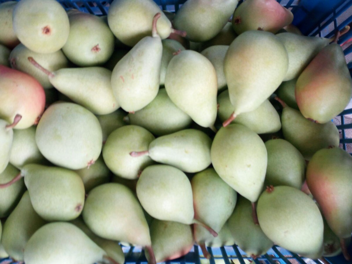 uagapenella's tweet photo. Buenos días 
Hoy Desayunamos en Mores ( Comunidad de Calatayud)
Peras
Variedad : Ercolini
Las golosinas entre la fruta
#ConsumeFruta https://t.co/kSxPqxqKhO
