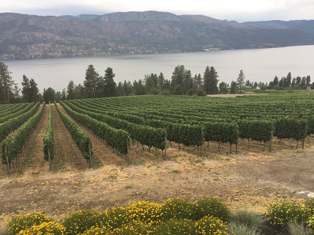 OrshaMagyar's tweet photo. So good to be back in BC w/ @canna_brain 💞 #Okanagan #LakeCountry #ArrowLeaf https://t.co/fwlpba8XFA