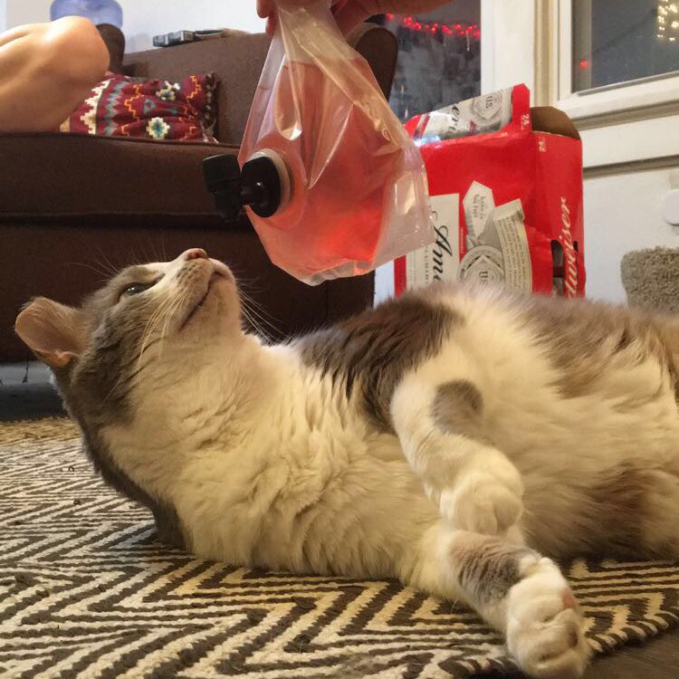 RexTheRaveCat's tweet photo. #NewProfilePic #personalbox #fbgm https://t.co/O651pDsN3L