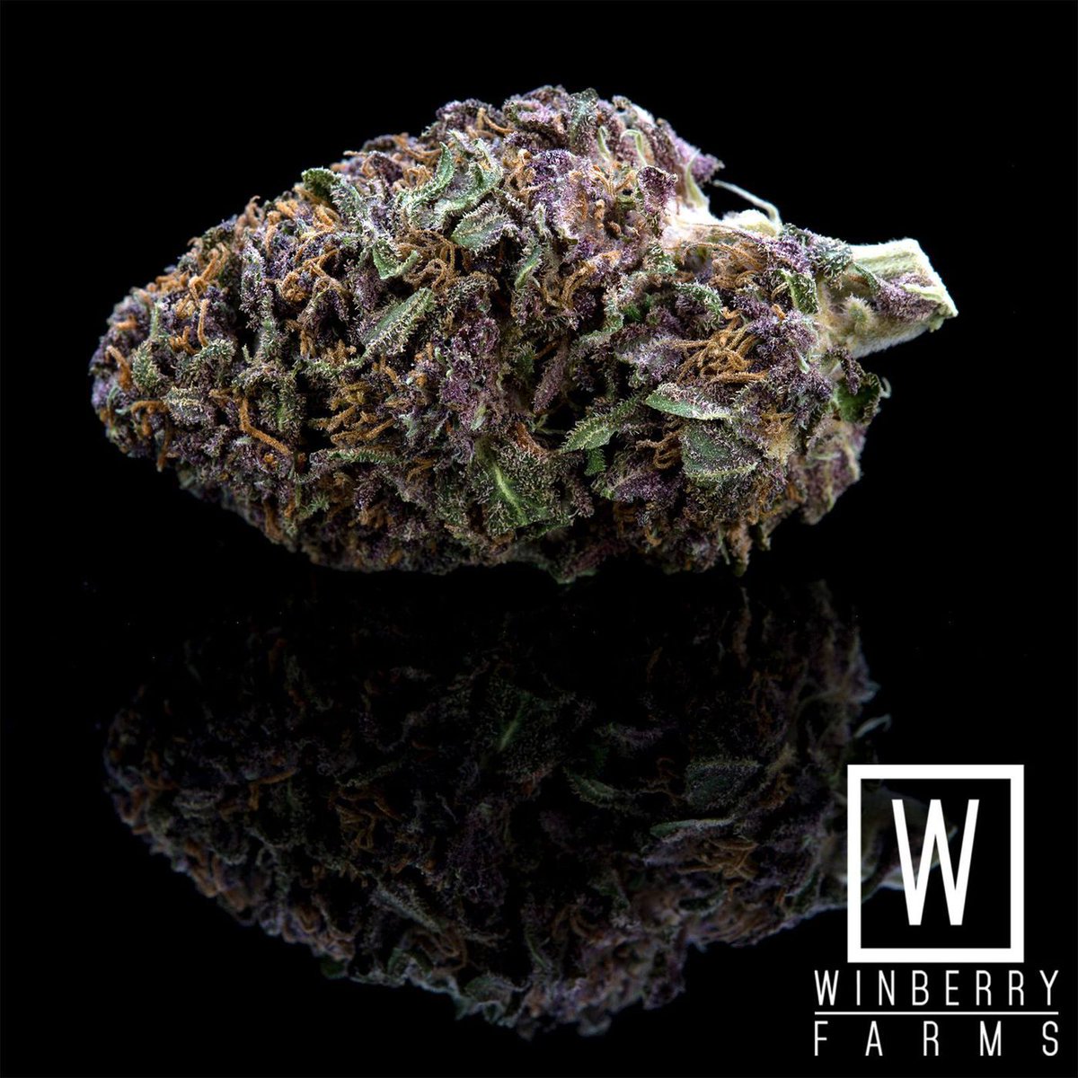 AmeriCanadians's tweet photo. This #strain is called "Fucking Incredible" = I saw "wow"
Winberry Farms: Biodynamic Farming https://t.co/1MXOr5lRzW
#WinberryFarms #Oregon https://t.co/4sYMO8nf0h