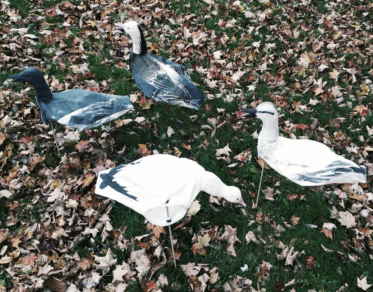 AnserDecoys's tweet photo. Summer Sale starts midnight tonight! All decoys on the website on sale.
Anser Decoys - BETTER in the long run.
https://t.co/D2pOXPDWZY https://t.co/yaRbwMZQqZ