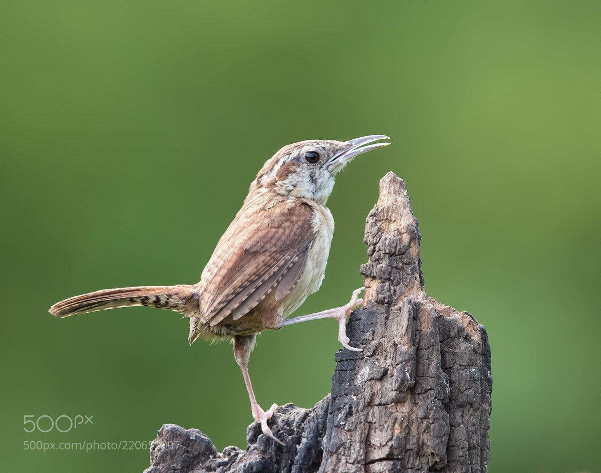 bestphotonature tweet picture
