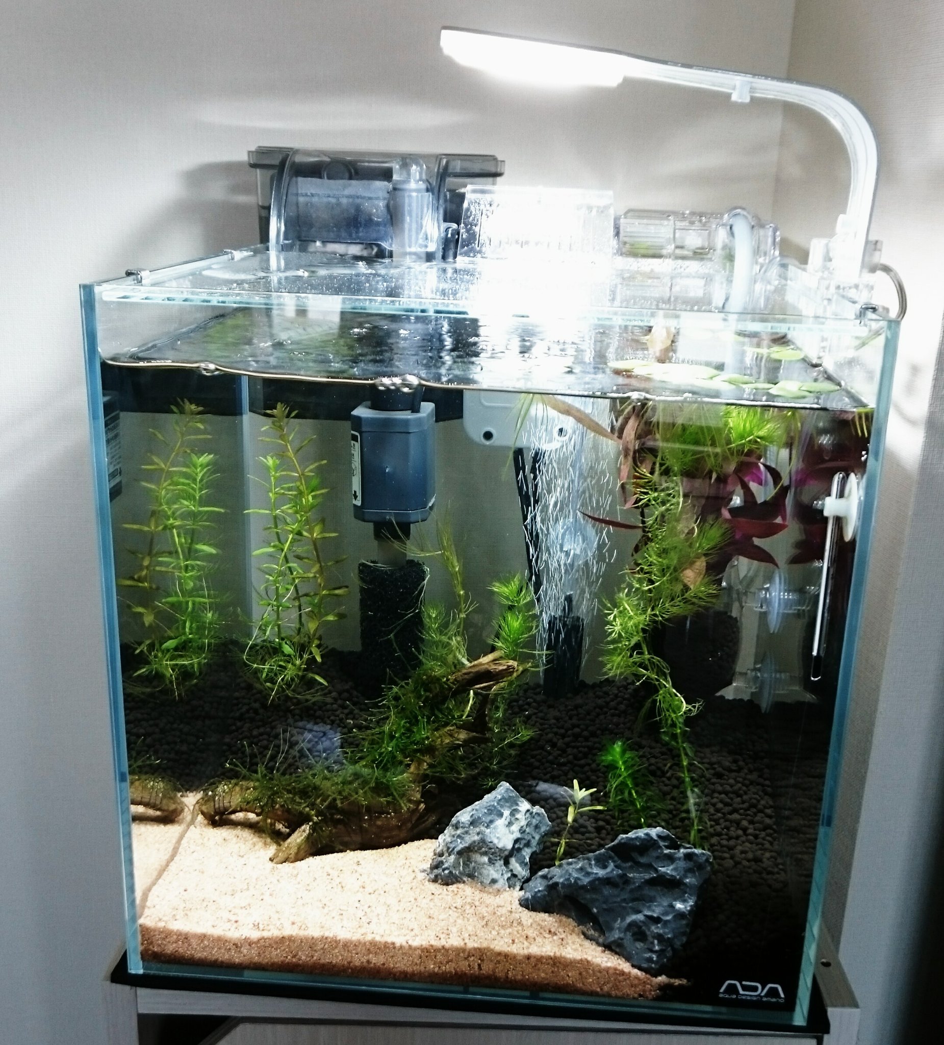 っちゃん 30cmキューブ水槽立ち上げますた メイン水槽の水だし 濾材もフィルターもそのまま使うから 水質には問題ないと思うんだけど ちょっと心配だな 濾過バクテリアさん 大丈夫っすか うん 大丈夫 って言ってくれw