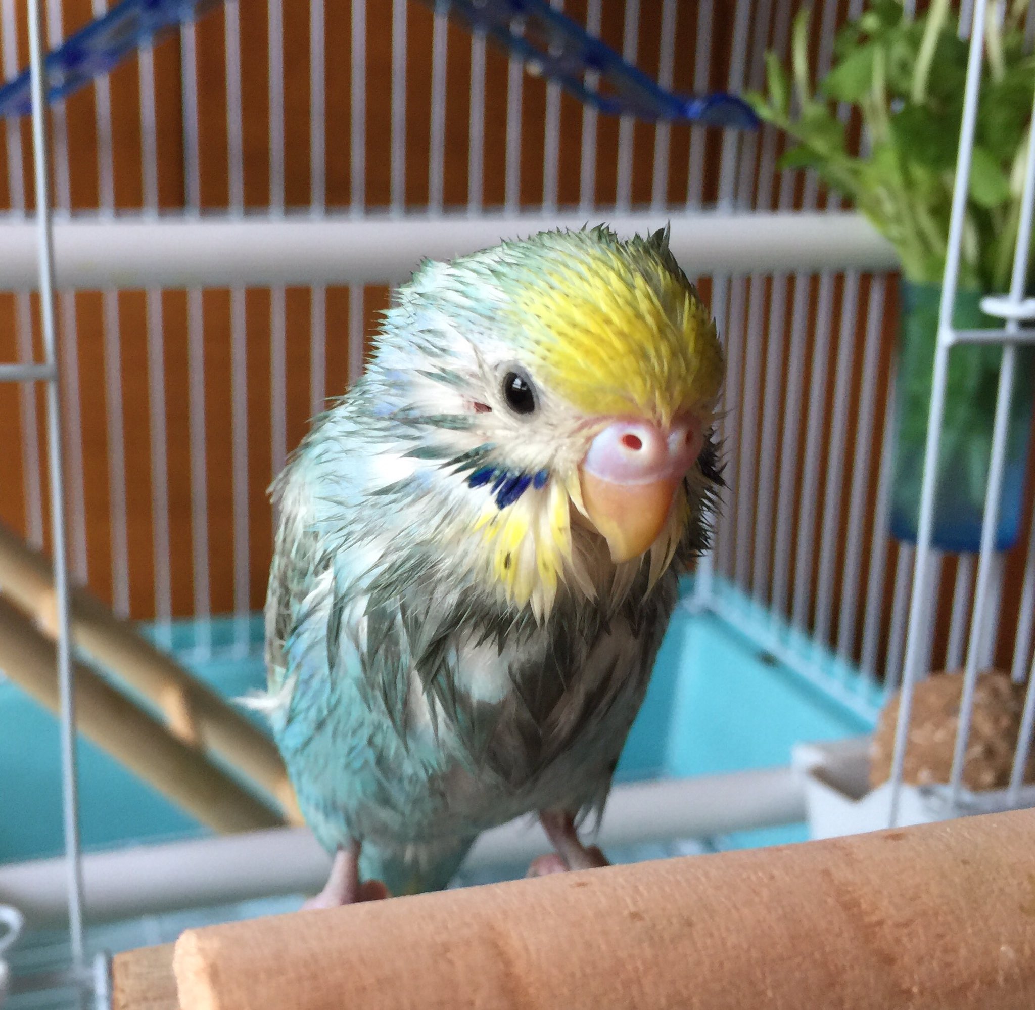 تويتر 軸 على تويتر セキセイインコ インコ 鳥 お迎えしてから まだ水浴びをしたことありません お皿に水を入れても飲むばかり 霧吹きしたら 意外と楽しんでましたヽ 濡れ インコおもしろいw T Co Nrexhjg8yo