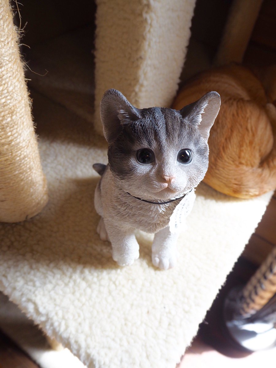 KanbutsuyaSan's tweet photo. ニャンコ！
Le Chat des Bois
The Cat of the Woods
#Le_Chat #Cats #清里 #ル・シャ・デ・ボワ https://t.co/djAqrCcPDZ