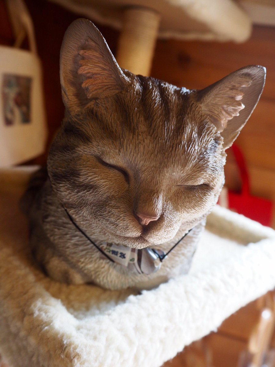KanbutsuyaSan's tweet photo. ニャンコ！！
Le Chat des Bois
The Cat of the Woods
#Le_Chat #Cats #清里 #ル・シャ・デ・ボワ https://t.co/XG048pImp4