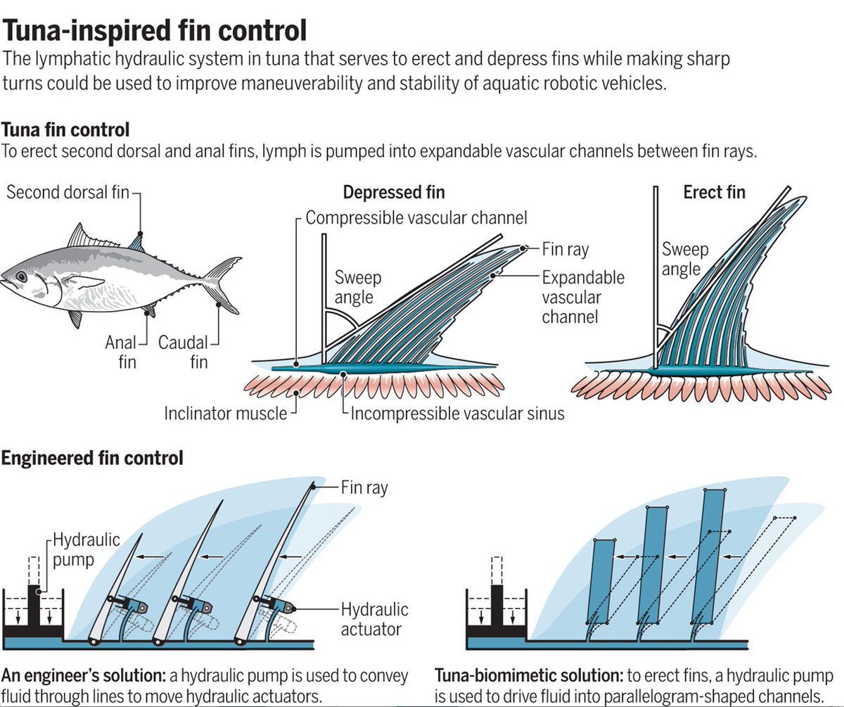 mmw_lmw's tweet photo. TunaFin Hydraulics inspire #AquaticRobotics | #Perspective Triantafyllou @MIT @sciencemagazine https://t.co/dJDCdTR69S https://t.co/1gPRHJaAiw