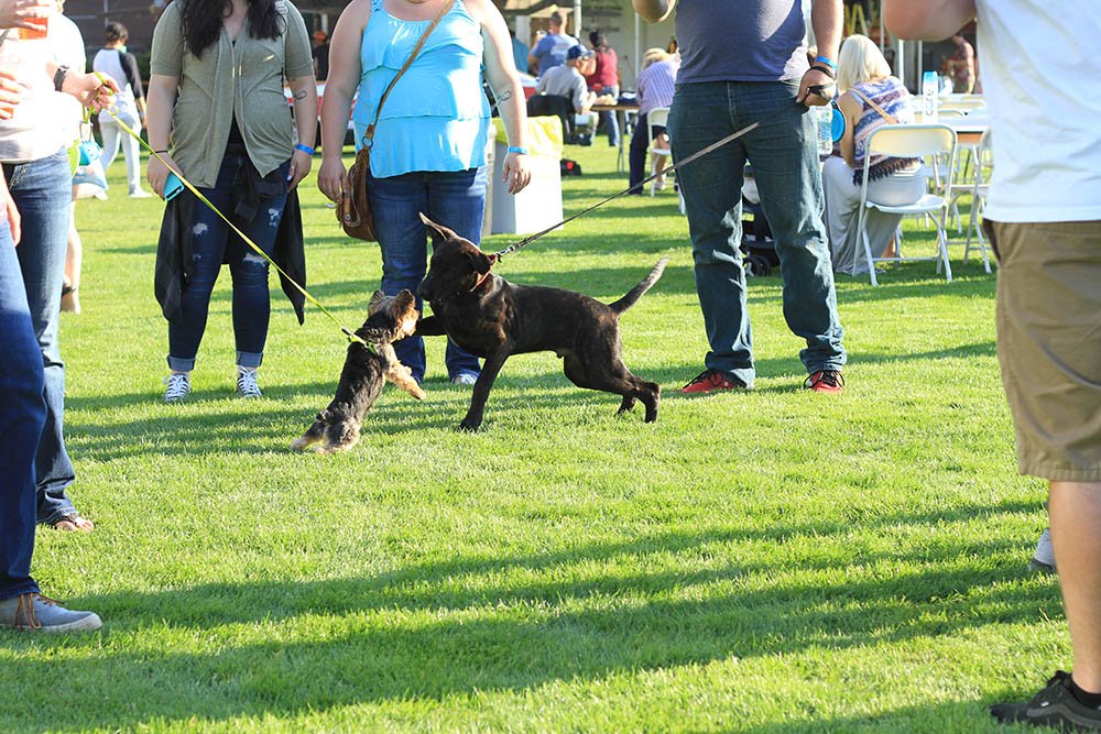 cherryfestnw's tweet photo. Oh no! Puppy fight! It's getting kind of rough in the most adorable way out here. Join us at #BiteBrewSalem tonight! https://t.co/TruVBDUXY3