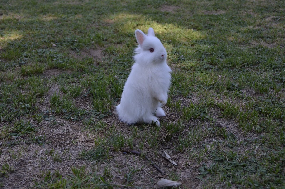 うさぎカフェ ミニヨン 17 1 28生まれのジャージーウーリー 1匹おうちが決まりました オスとメスを1匹ずつ販売中です ジャージーウーリー うさぎ販売