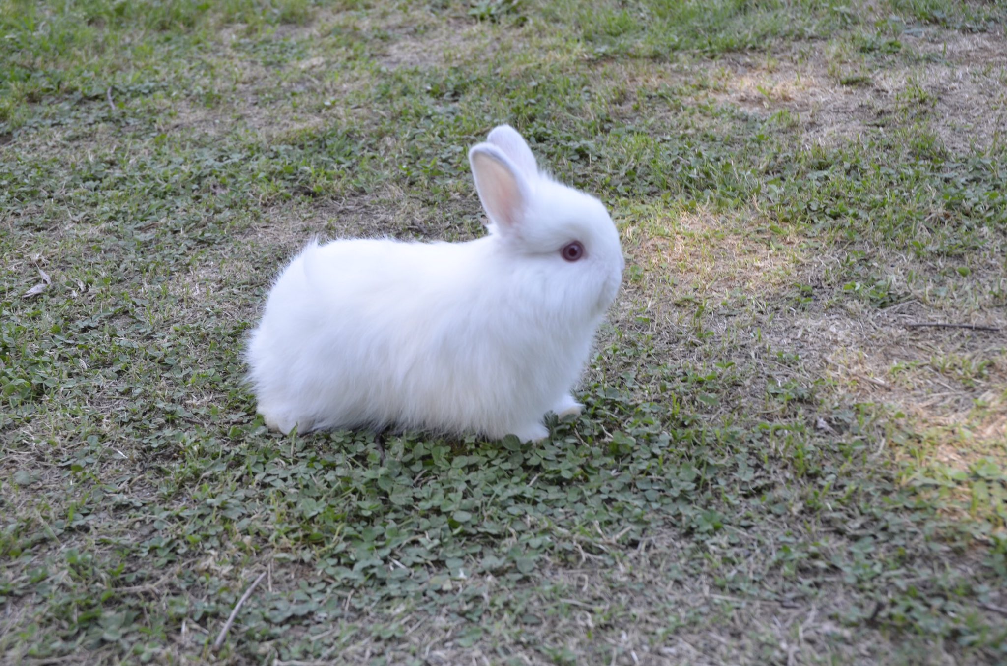 うさぎカフェ ミニヨン 17 1 28生まれのジャージーウーリー 1匹おうちが決まりました オスとメスを1匹ずつ販売中です ジャージーウーリー うさぎ販売 T Co Ixr7ixg5kn Twitter