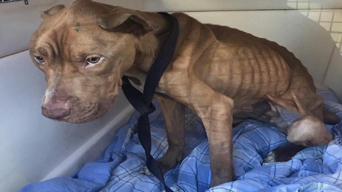 Neglected Dogs in Berks County Need Your Help http://bit.ly/2ujn5UI # ...