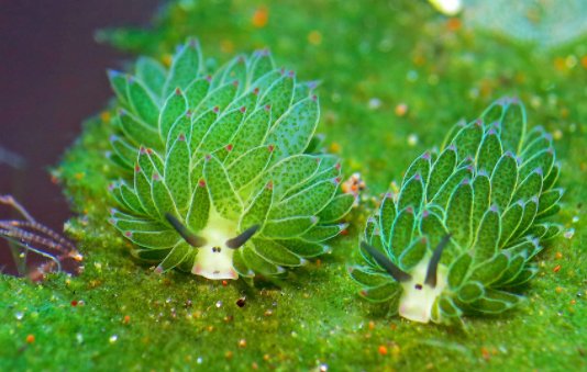 【テングモウミウシ】

光合成をおこなう事ができるウミウシ。
体長は5ミリ程で、日本やインドネシア、フィリピンなどの浅い海に生息しています。
未だに解明されていないことの多い生き物でもあります。