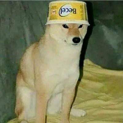 Un_Perro_Chido's tweet image. #DiaMundialDelPerro