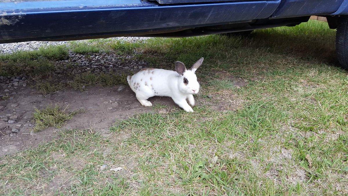 Dwaryn's tweet image. 