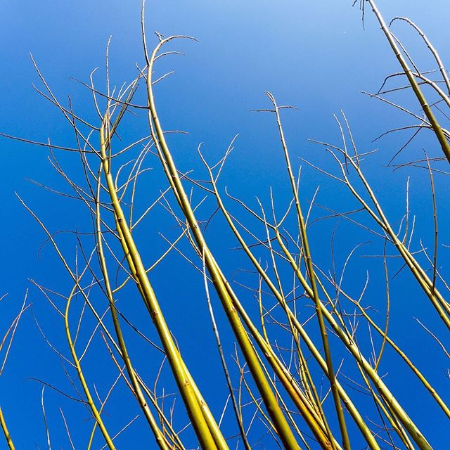 JennyForster7's tweet image. spoke to me also. .
.
.
.
.
.
.
.#design #patternhunters #colourhunter #photography #beautiful #visual #background