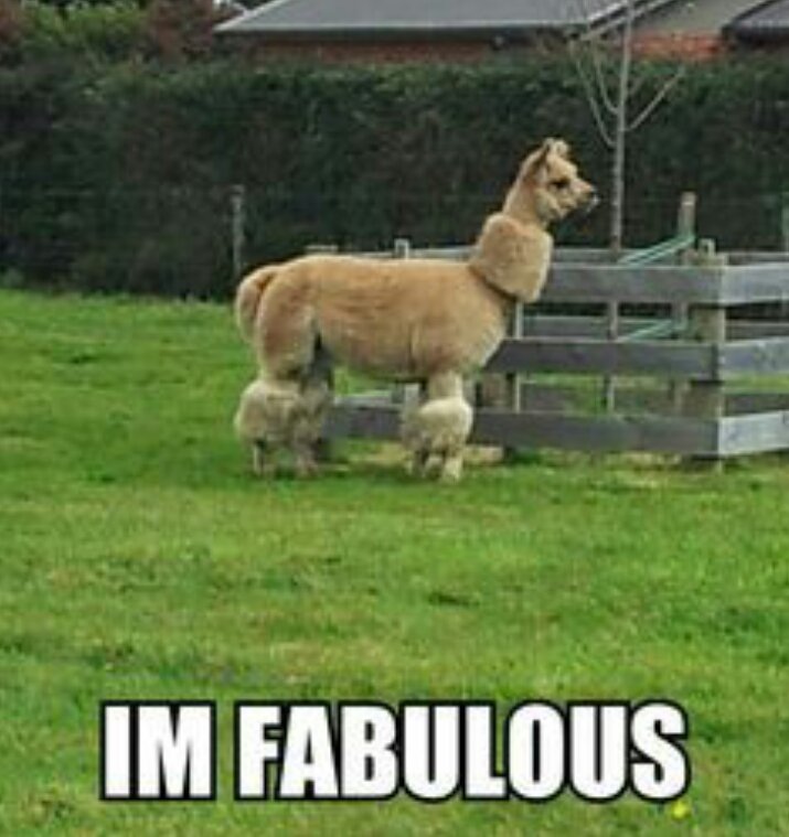 kittenruleslol's tweet image. They say around these parts the first thing you notice about someone is the way they look at you but the first thing I notice is the llamas