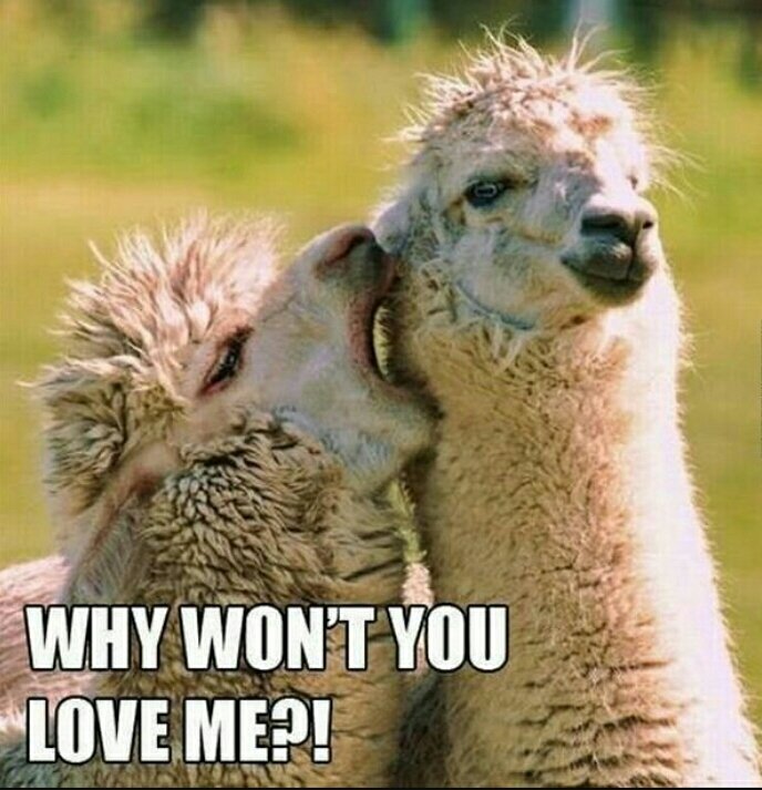 kittenruleslol's tweet image. They say around these parts the first thing you notice about someone is the way they look at you but the first thing I notice is the llamas