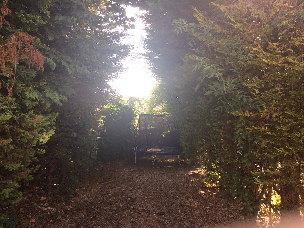 BarhamTrees's tweet photo. A very satisfying before and after in #Rochester https://t.co/1HmtcvZnxk