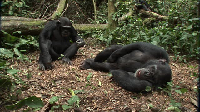 ParkviewSafaris's tweet photo. @MostafaAminWay Hi Amin, I am Robert at parkview safaris, I have seen that your want tour package from Uganda, kindly send me your email https://t.co/19YKL0XfiG