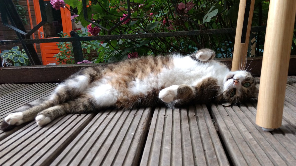 rian_voss's tweet photo. Katze vorhanden. #TheArcade #Amsterdam https://t.co/EXsvrzBiOE