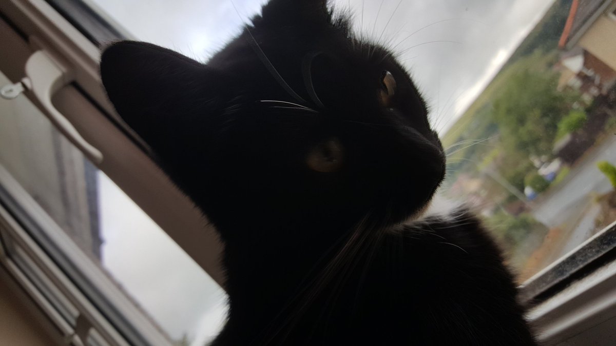 spectrumsphero's tweet photo. Adulting is hard, but it's a weekend, so have a cat. It's my mum's cat. She's a brat, but we love her. The cat, not my mum https://t.co/Ck6WcA6mfA