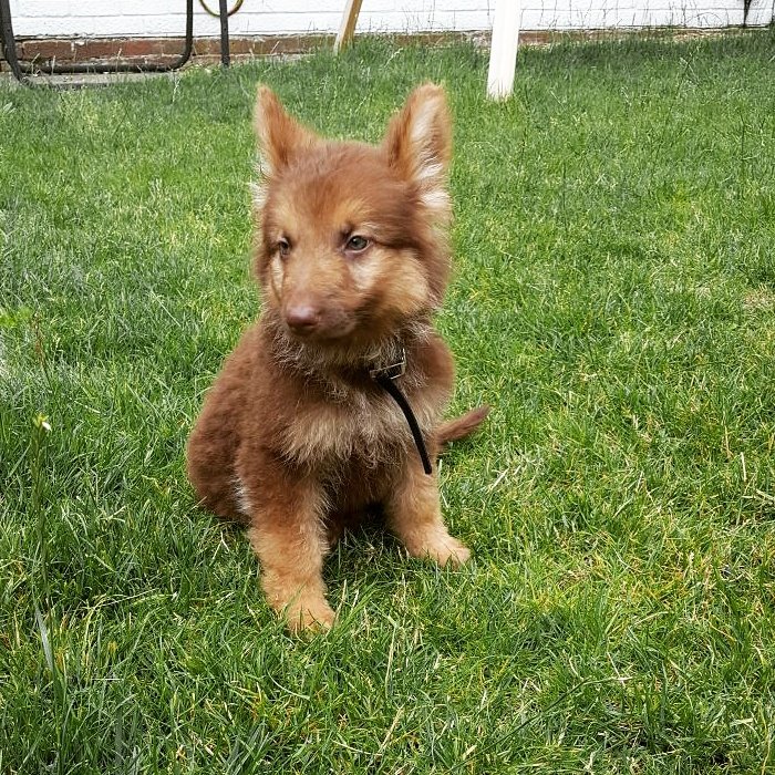 TopCatTech's tweet photo. @luke_lafr #superdogsam https://t.co/h4MtxUZKbx