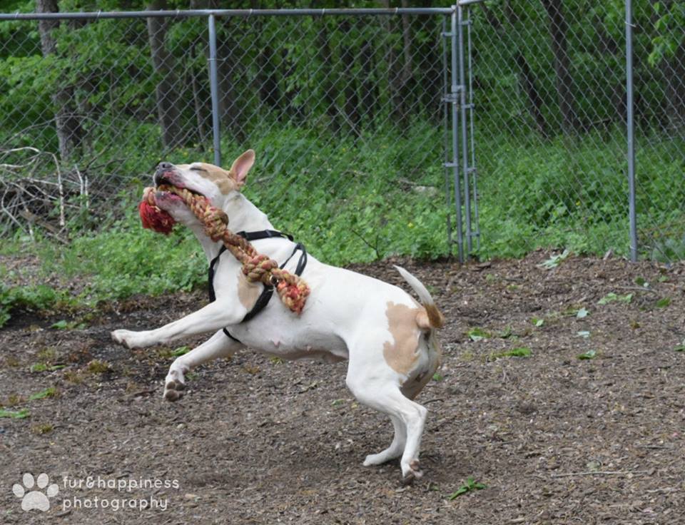 petsalive's tweet photo. Valentina is looking 4 a playmate.  Must have a good throwing arm &amp; a lot of energy.  Do u qualify? Then come 2 Pets Alive &amp; meet our girl. https://t.co/m7gzydCF7I