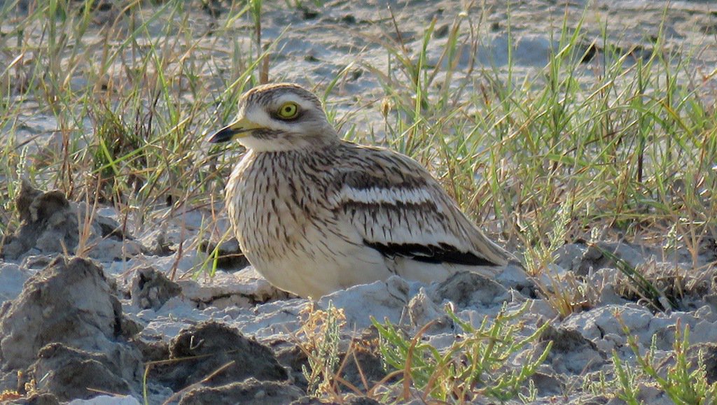 deNatuurRanger's tweet photo. #spanje #vogels #birding #Mallorca last week: #griel #stonecurlew #burhinus #oedicnemus https://t.co/fQQxMyoFVP