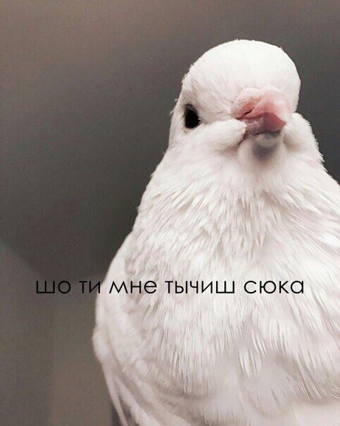fool_get tweet picture