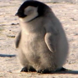 smalltenimal's tweet photo. https://t.co/uw5g8peUFj