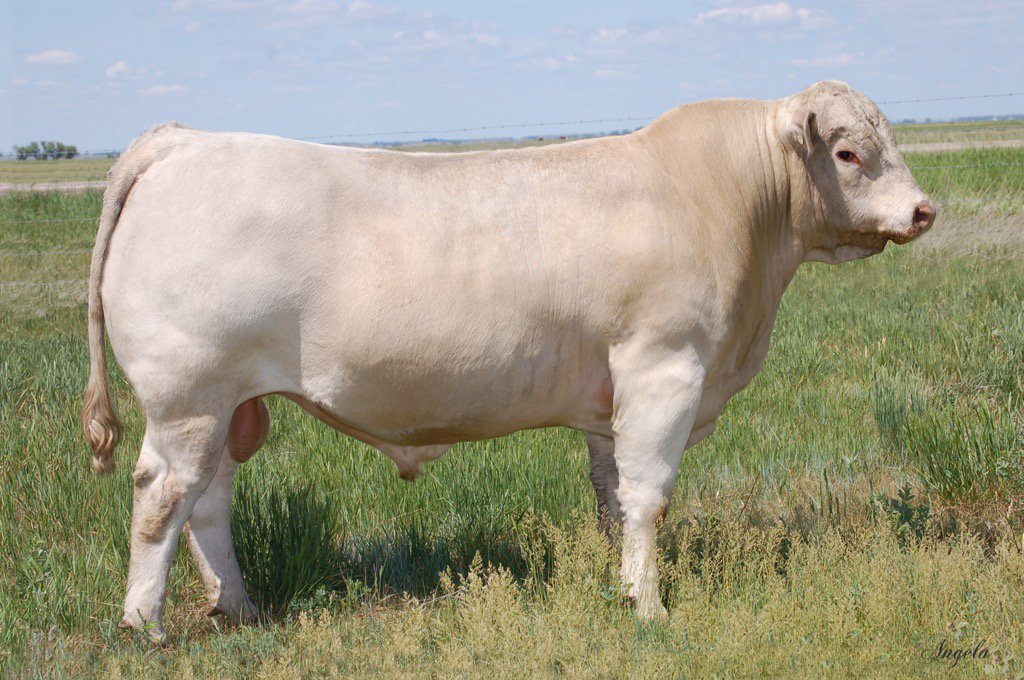 Footprint74's tweet photo. Our newest calving ease herd sire LT Del Rey 6161. Contact me for details. #charolais #FootprintFarms https://t.co/Va9F5tMa8M