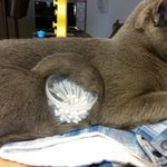 猫が綿棒を取り込もうとしている？!w可愛すぎるその姿に釘付けw