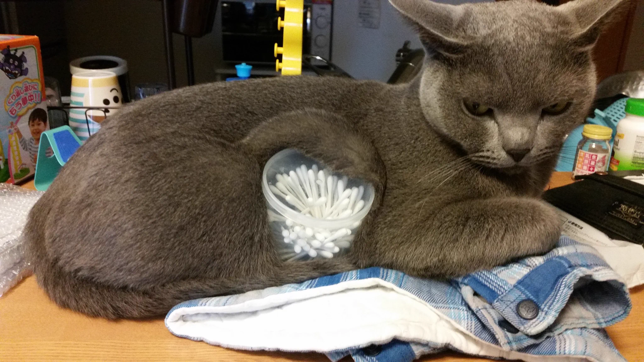 猫が綿棒を取り込もうとしている？！ww可愛すぎるその姿に釘付けww