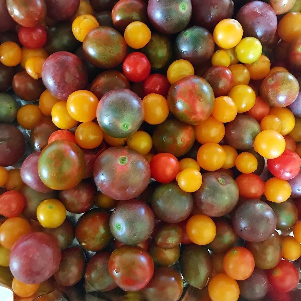 trowelandfork's tweet photo. Cherry #tomato deliciousness. Roasted these with #garlic and served w #basil, all from my parents' garden. #backya… https://t.co/3dJ01JaWJO https://t.co/fE2Oz4HUpv