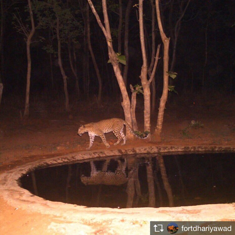 themensaindia's tweet photo. Repost from @fortdhariyawad1
#Leopard at #SitaMataWildlifeSanctuary #NightSafari #Themensa #HotelsMarketing #wildlife #wildlifephotography https://t.co/oO0yOStzsI