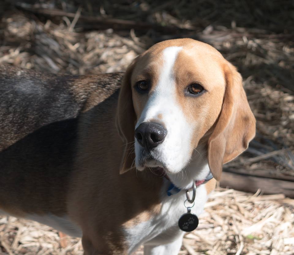 Greytfella's tweet photo. Meet Theo the #beagle #dogsoftwitter #dogs #AdoptDontShop https://t.co/E0diL7wfPH