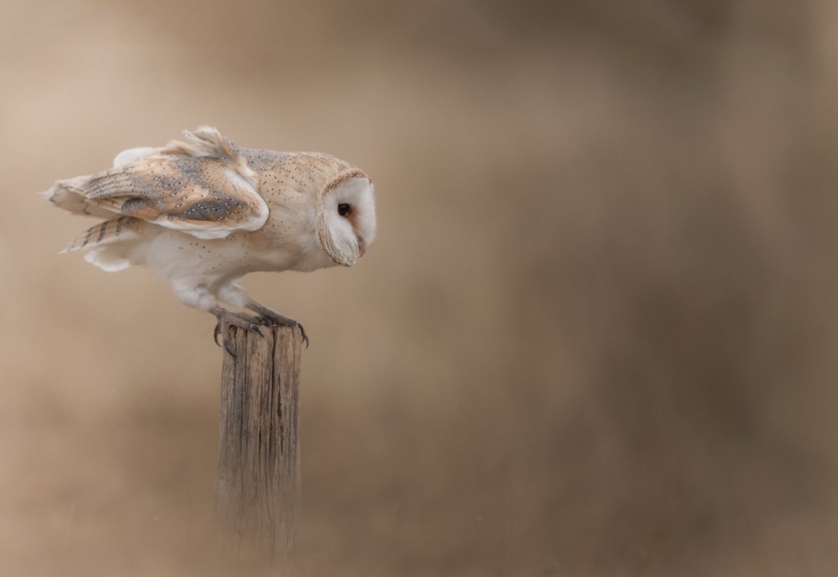 Ghost.... resting in the #Essex fields.  @Team4Nature300  <a href="/iNatureUK/">iNatureUK</a> <a href="/WildlifeTrusts/">The Wildlife Trusts</a> <a href="/BBCSpringwatch/">BBC Springwatch</a>