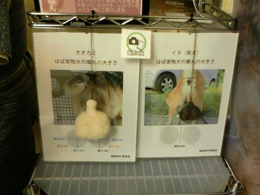 狼祭実行委員 オオカミの睾丸とイヌ 柴犬 の睾丸の実物大比較 揉んでみてくださいね 博物ふぇすてぃばる 狼祭 狼祭17 狼祭実行委員 オオカミの睾丸とイヌ 柴犬 の睾丸の実物大比較 揉んでみてくださいね 博物ふぇすてぃばる 狼祭 狼祭17