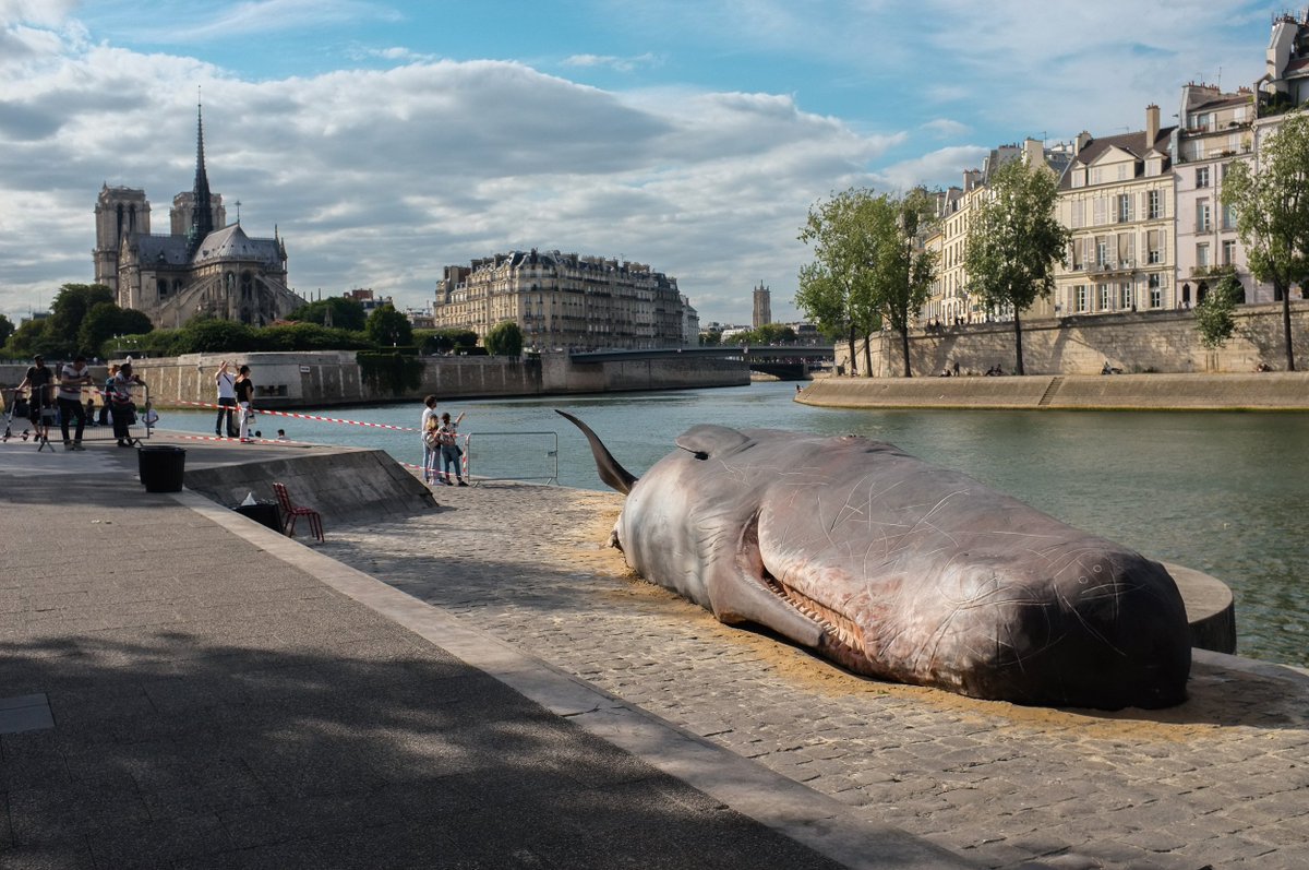 CGTNOfficial's tweet photo. Giant whale sculptures placed in front of the #NotreDameCathedral in Paris against whale hunting https://t.co/EDPUn8HeKA