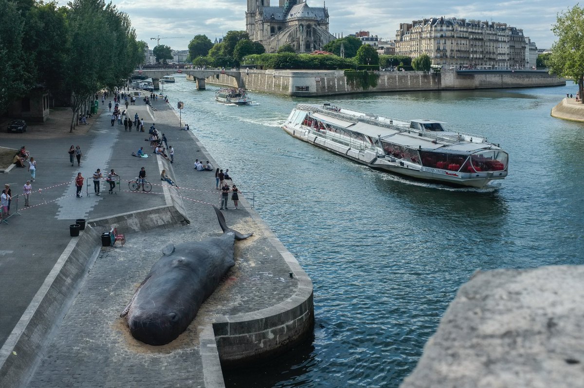 CGTNOfficial's tweet photo. Giant whale sculptures placed in front of the #NotreDameCathedral in Paris against whale hunting https://t.co/EDPUn8HeKA