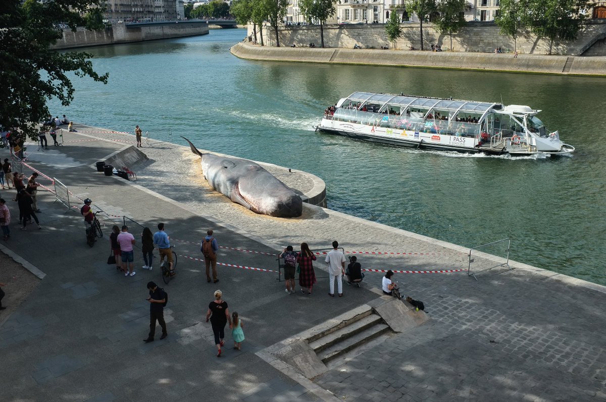 CGTNOfficial's tweet photo. Giant whale sculptures placed in front of the #NotreDameCathedral in Paris against whale hunting https://t.co/EDPUn8HeKA