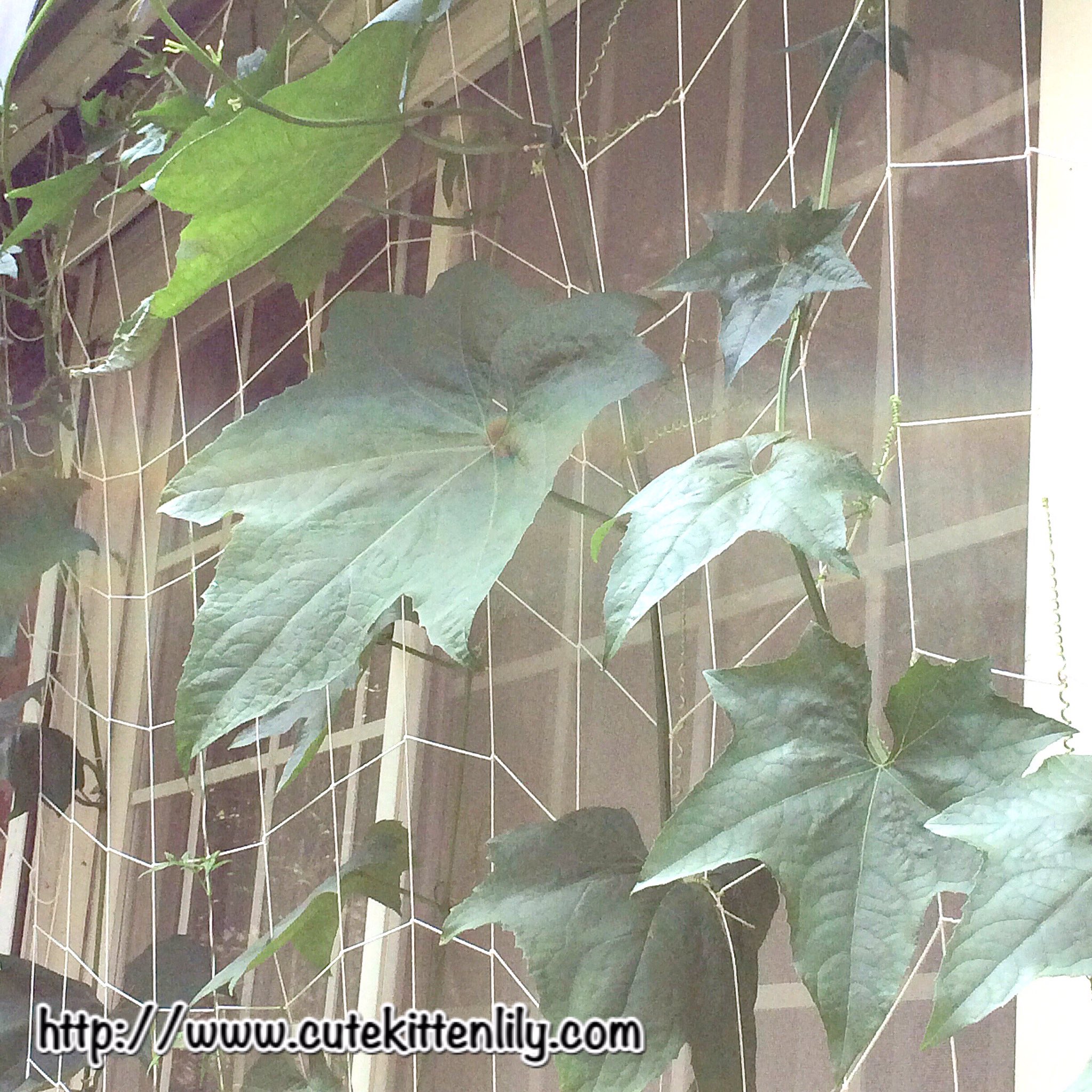 ヘチマ水 Twitter Search Twitter