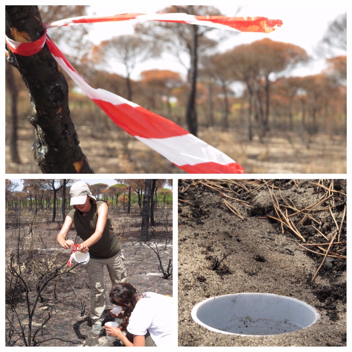 antecology's tweet photo. Sampling the ants in the recently burned fire of Las Peñuelas (Moguer). https://t.co/E9Yft9WGer