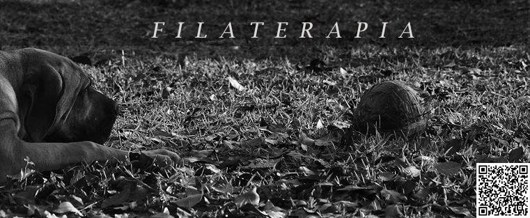zeppelim's tweet photo. 😎😎😎 FILATERAPIA 

#filabrasileiro  #vendadefilhotes  #CAFIB  #zeppelim #filaoriginal 🇧🇷 https://t.co/Vcm1YescwZ