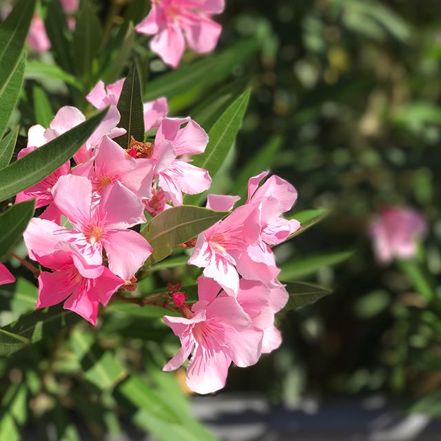 Look around and see what inspires you the most...
#SaliniResort #Malta #pretty #pink #flowers