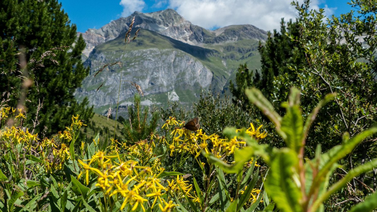 A view from "Val de lei" 👌❤🗻🌞🌾🌲

#hobbitlife #nature #hiking #mountains #lovinglife #switzerland #Italy