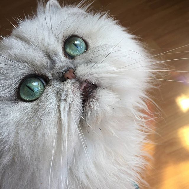 poopy_cat's tweet photo. #poopycat https://t.co/RaSZxXy8zg